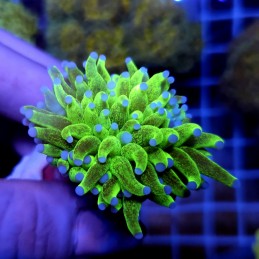 CC950 - Euphyllia glabrescens