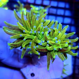 CC951 - Euphyllia glabrescens
