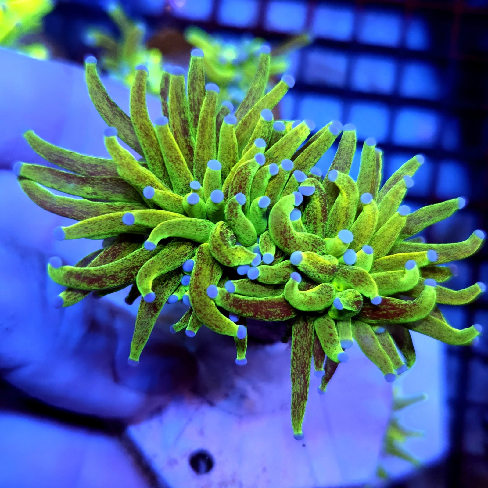 CC951 - Euphyllia glabrescens