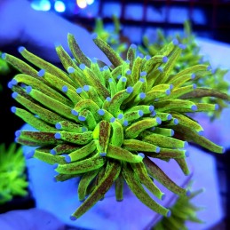 CC952 - Euphyllia glabrescens