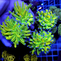 CC971 - Euphyllia glabrescens