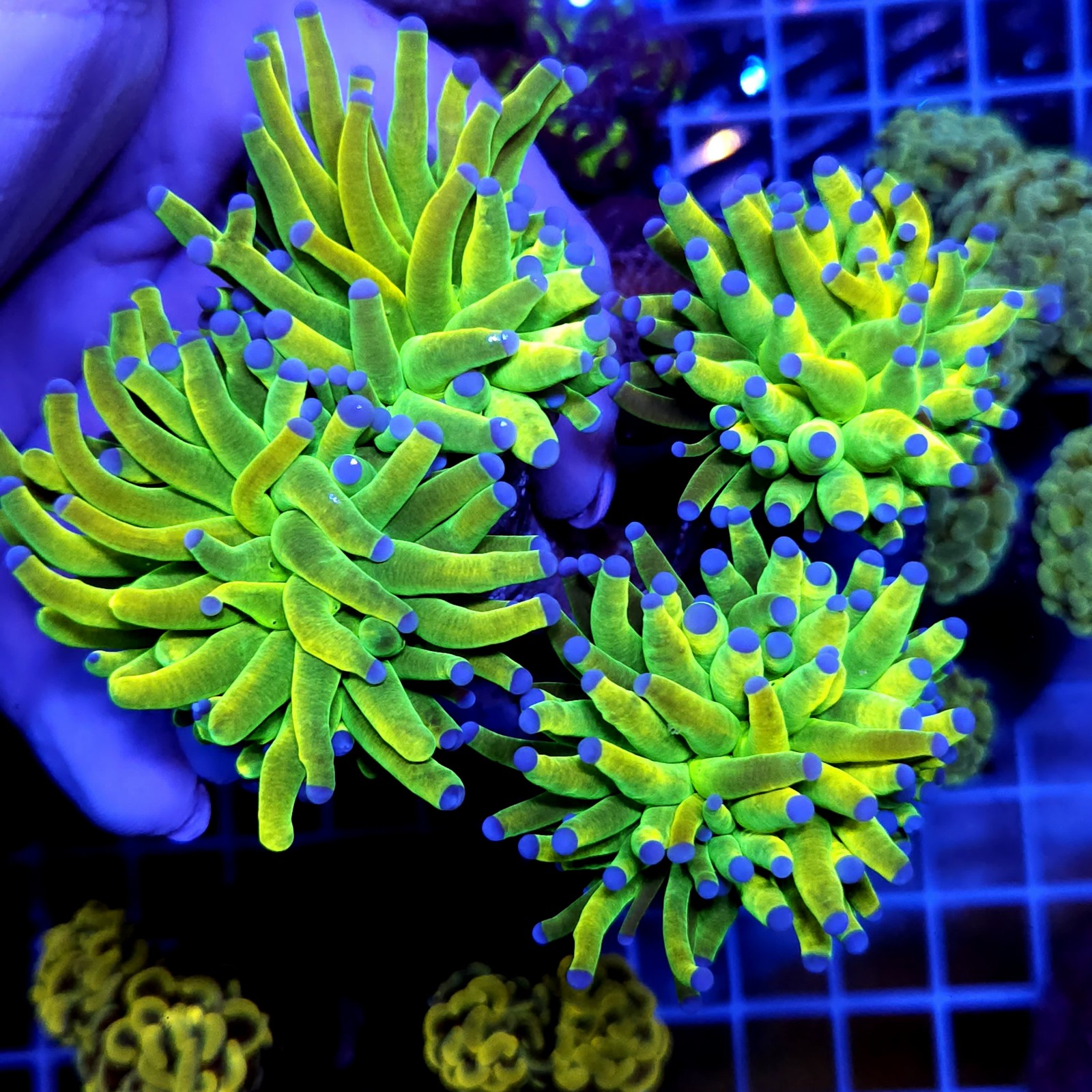 CC971 - Euphyllia glabrescens