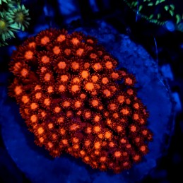 CC67 - Goniopora
