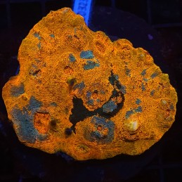 H-7111 - Echinophyllia