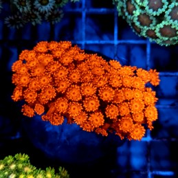 CC73 - Goniopora