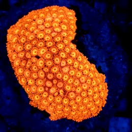 CC84 - Goniopora