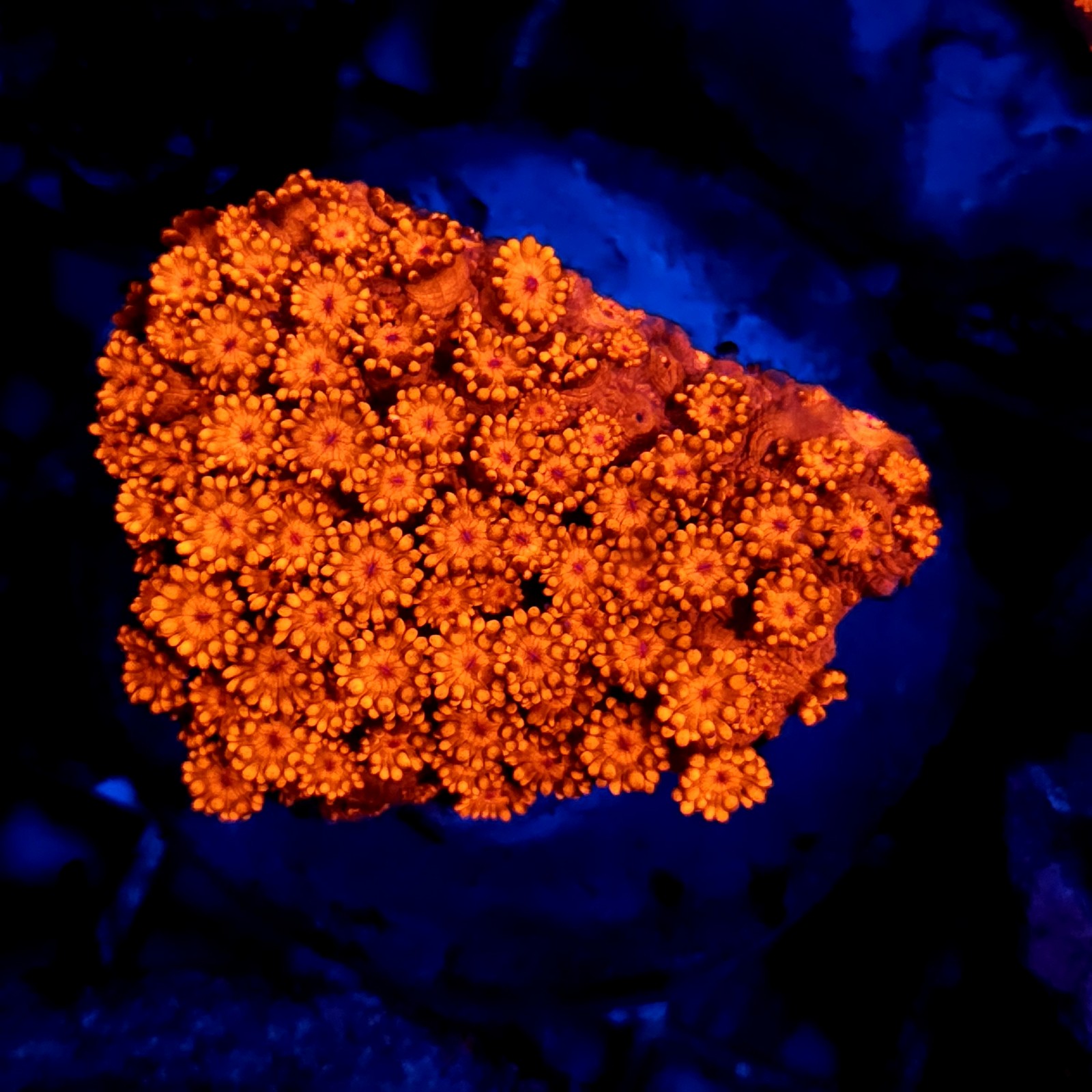 CC85 - Goniopora
