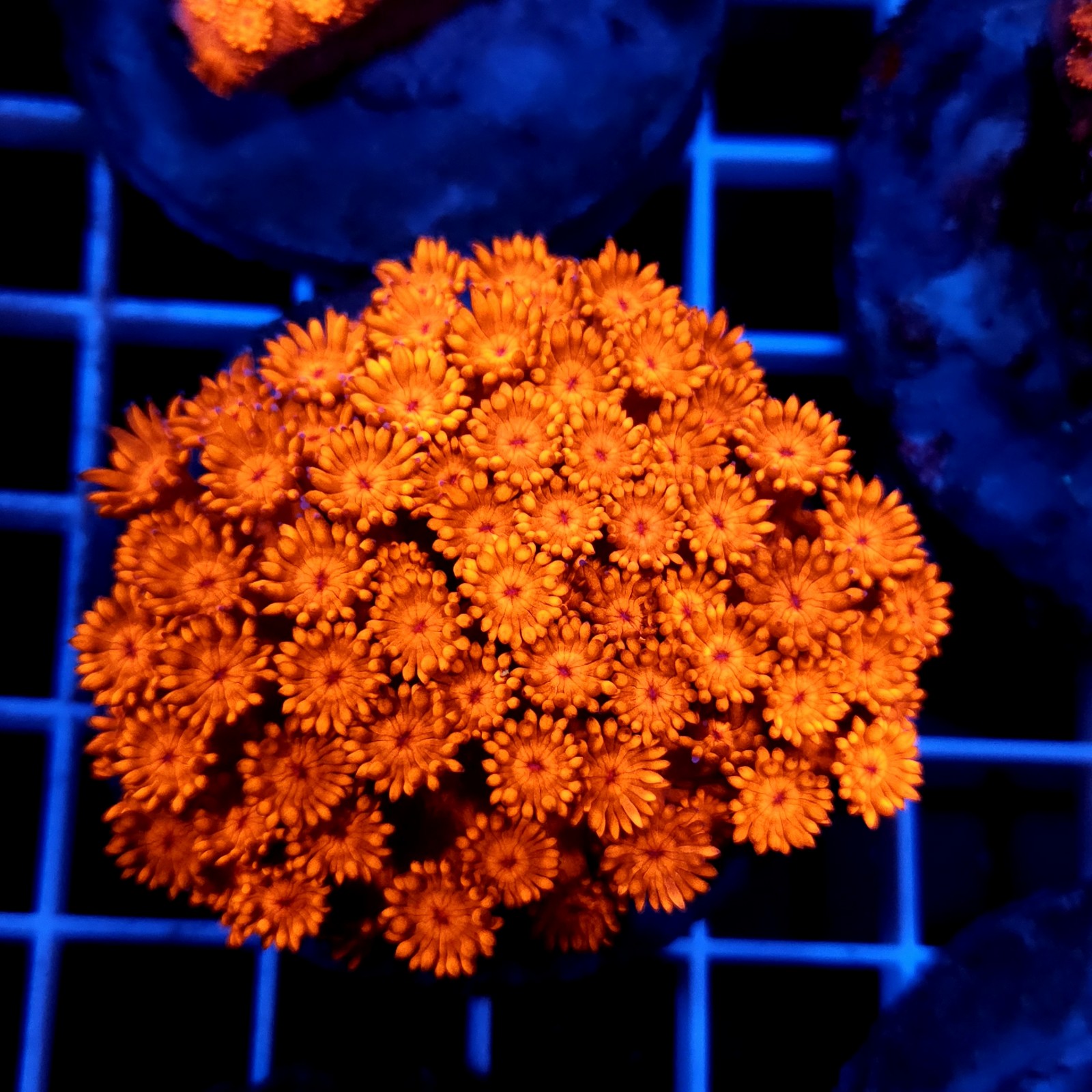 CC115 - Goniopora