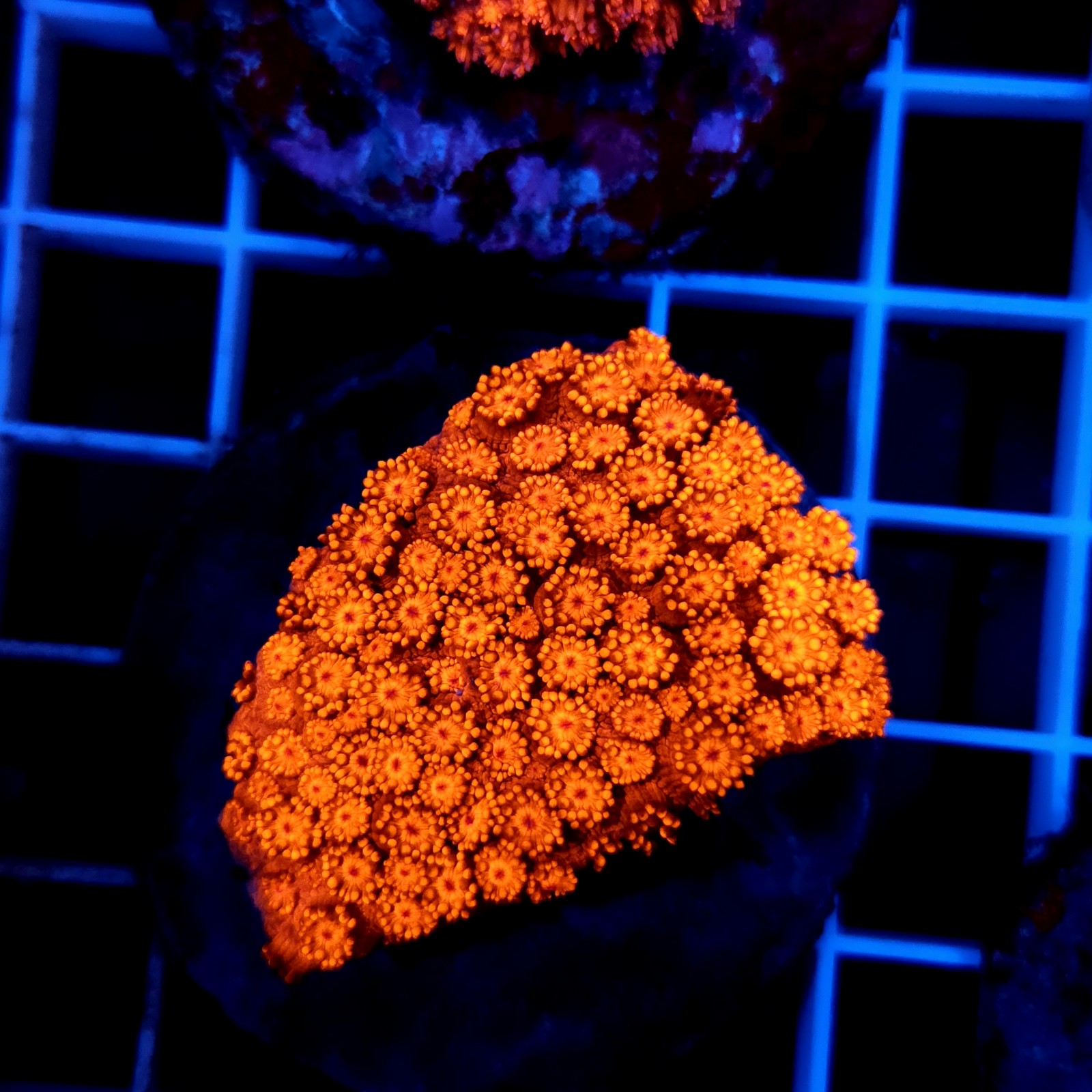 CC116 - Goniopora