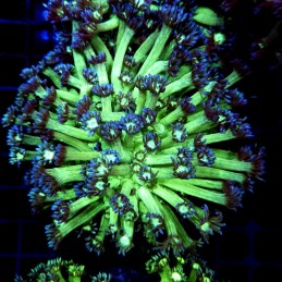 CC490 - Goniopora
