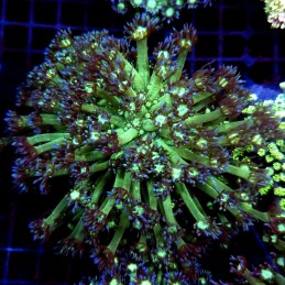 CC491 - Goniopora