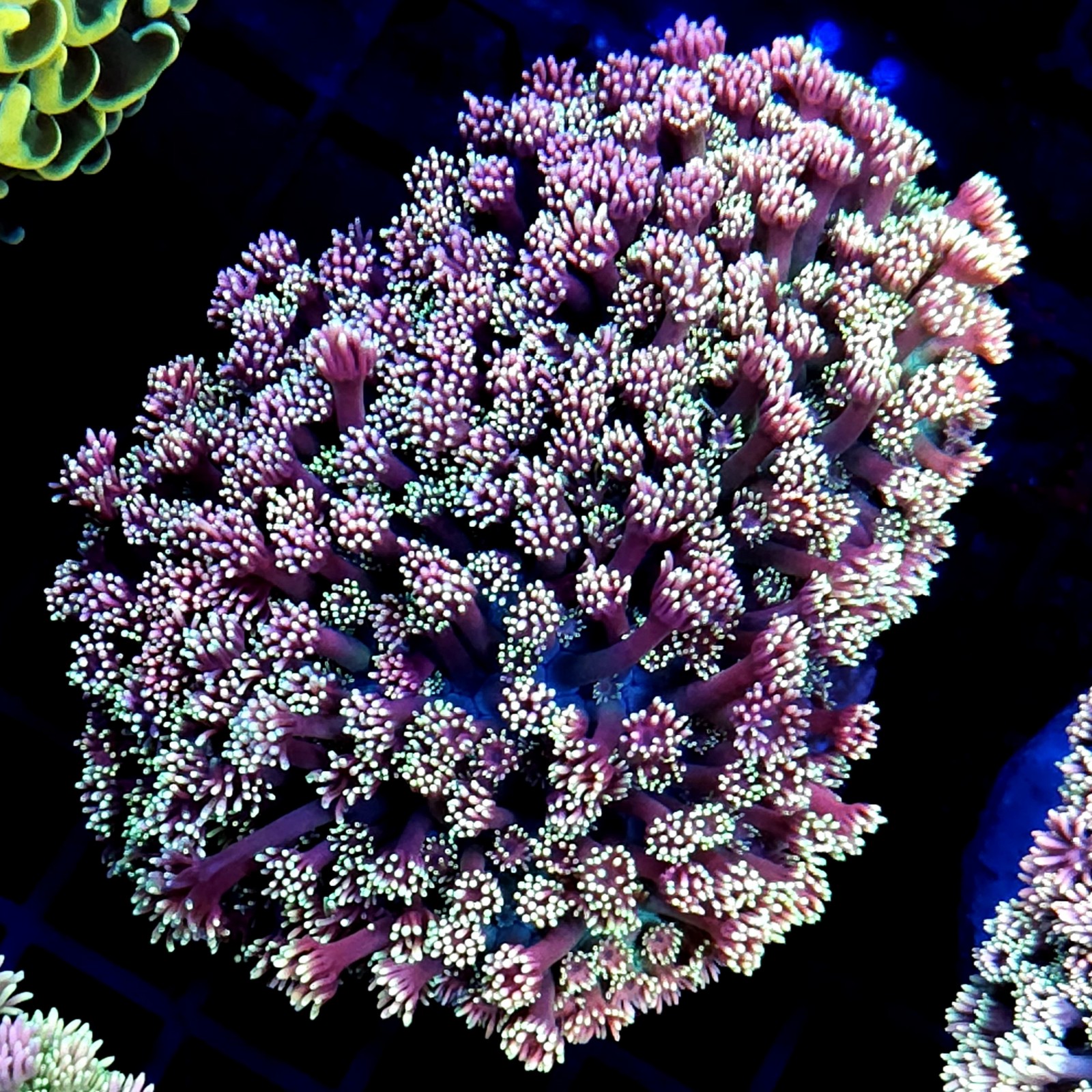 CC494 - Goniopora