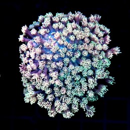 CC495 - Goniopora
