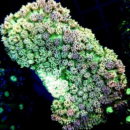 CC497 - Goniopora