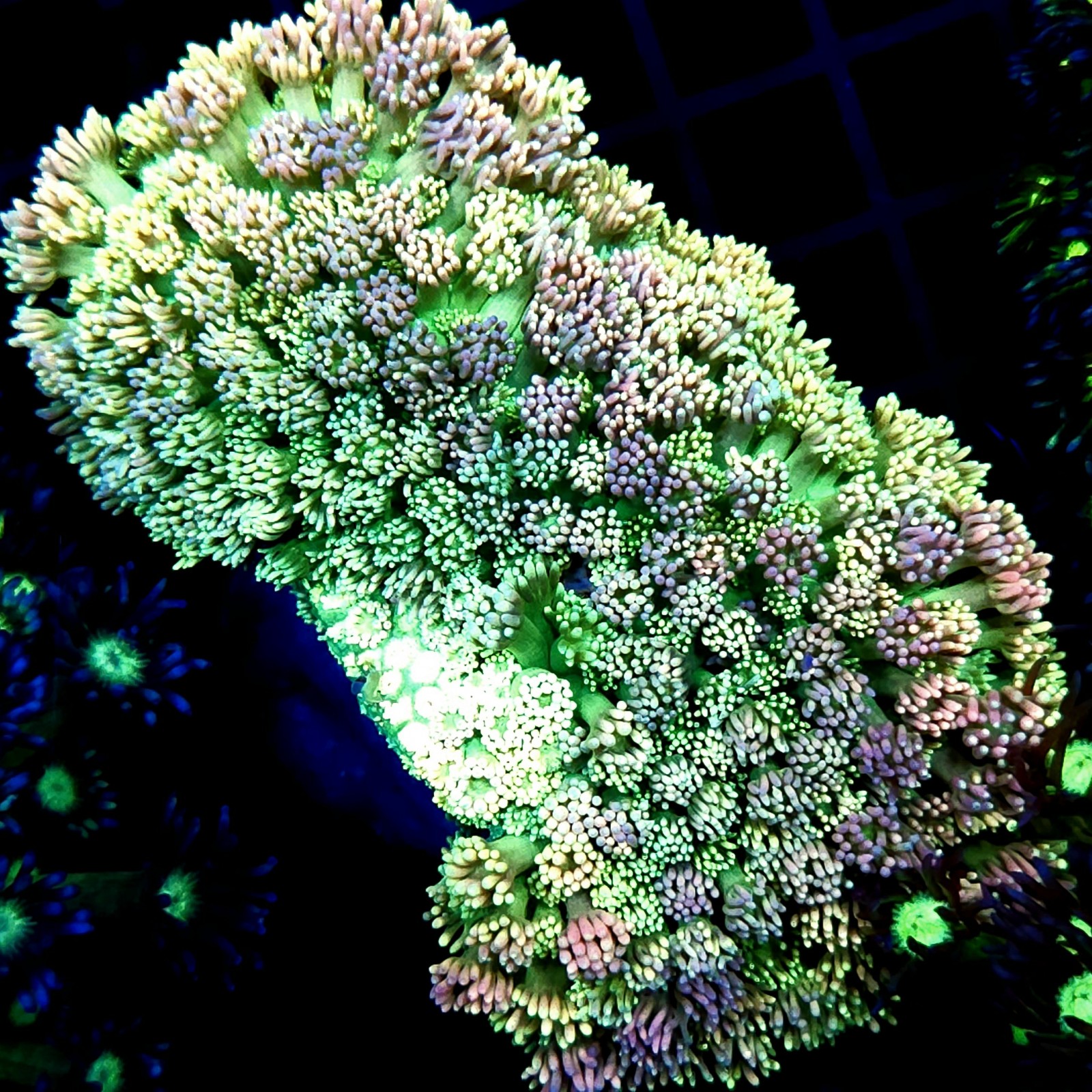 CC497 - Goniopora