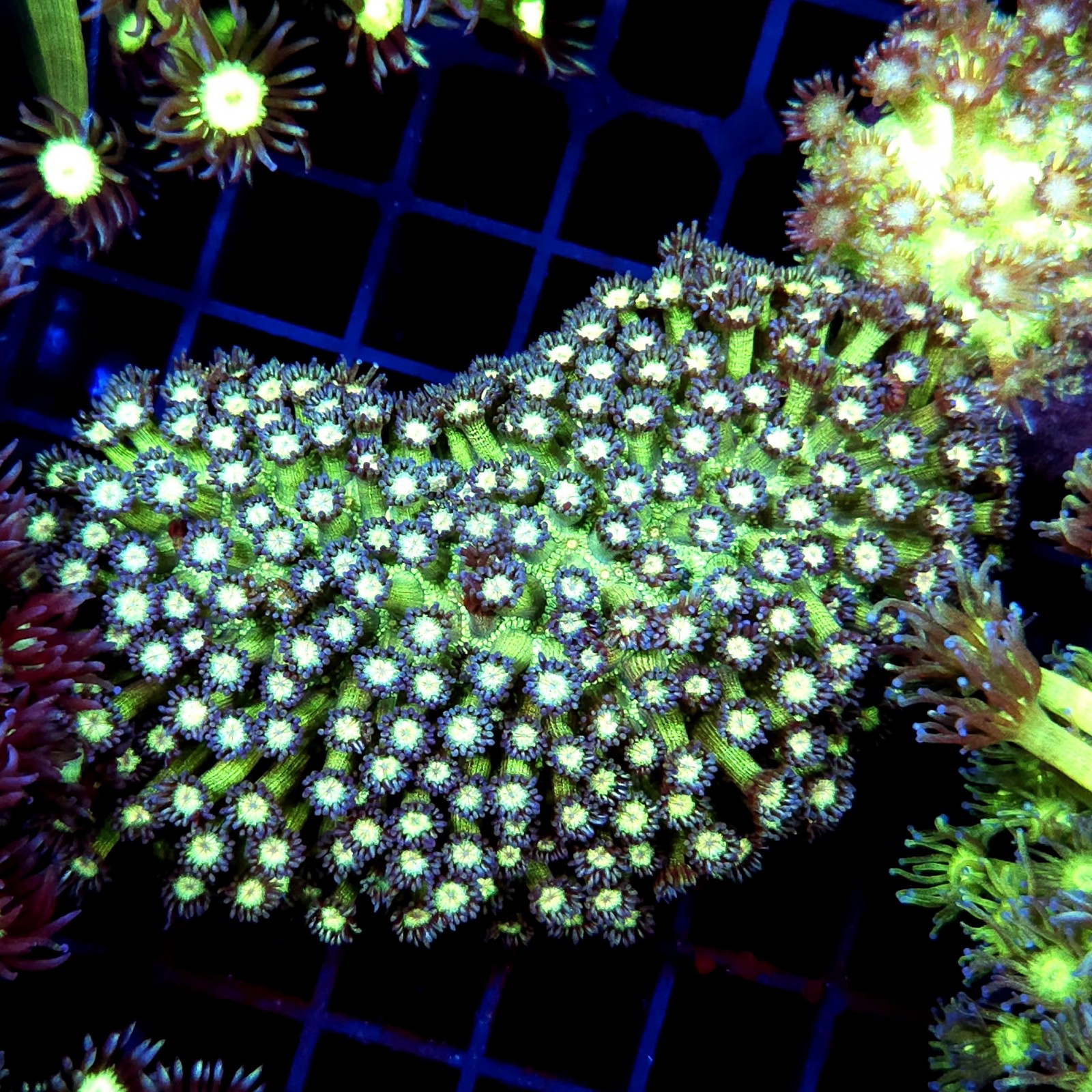 CC504 - Goniopora