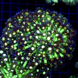 CC505 - Goniopora
