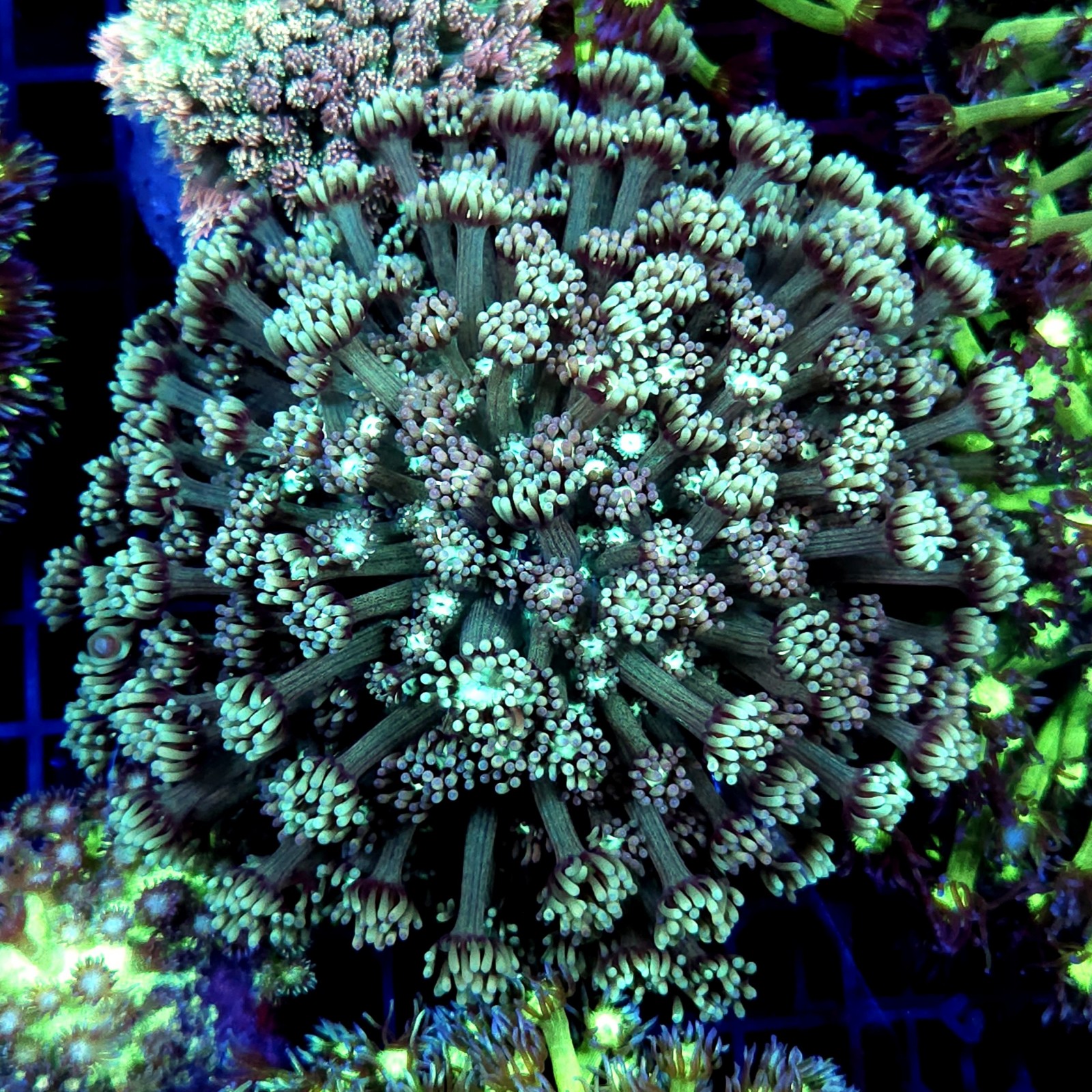 CC510 - Goniopora