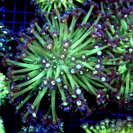CC512 - Goniopora