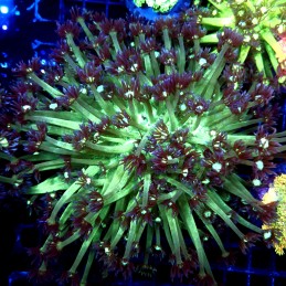 CC515 - Goniopora