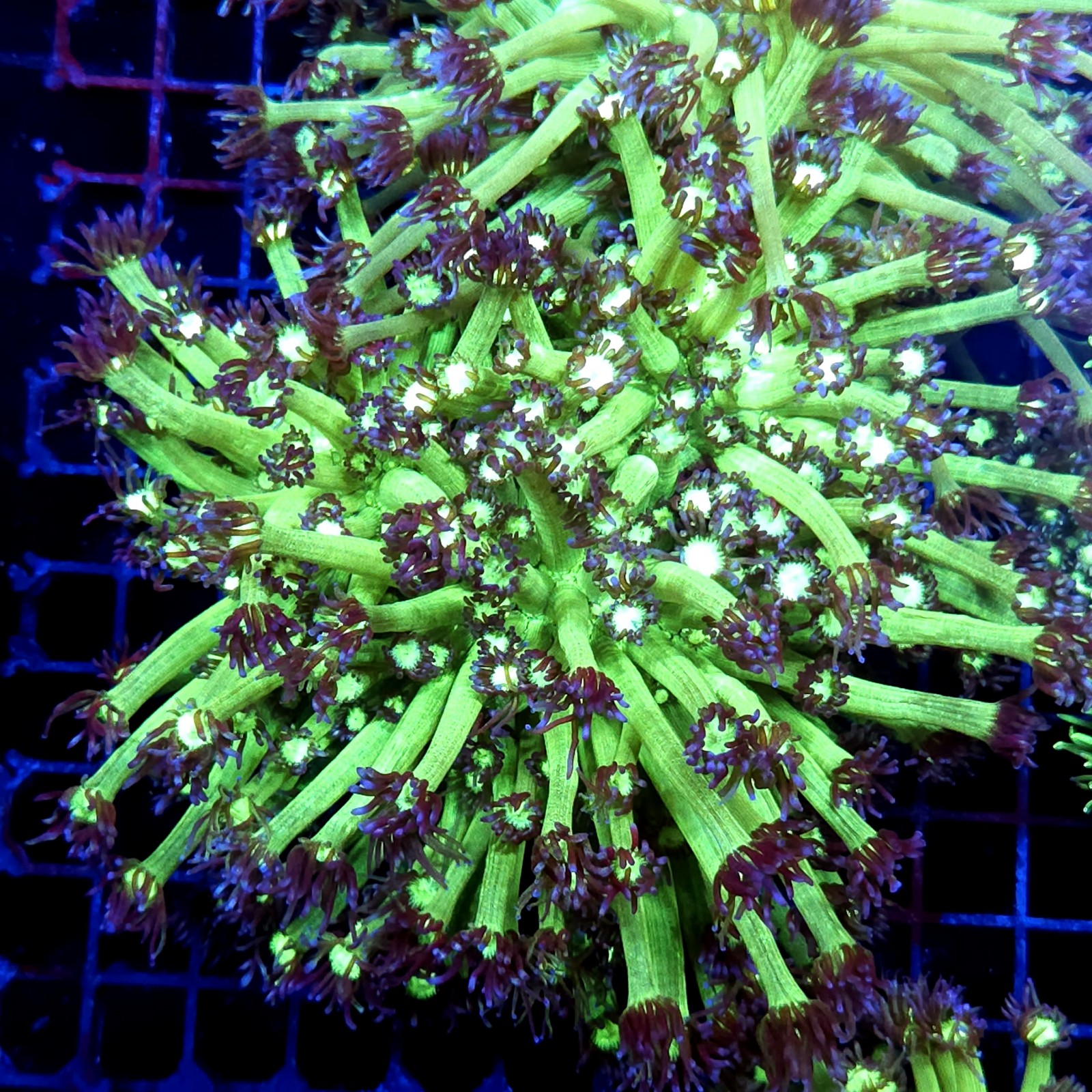 CC516 - Goniopora