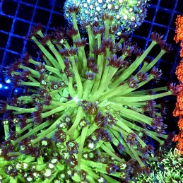 CC517 - Goniopora