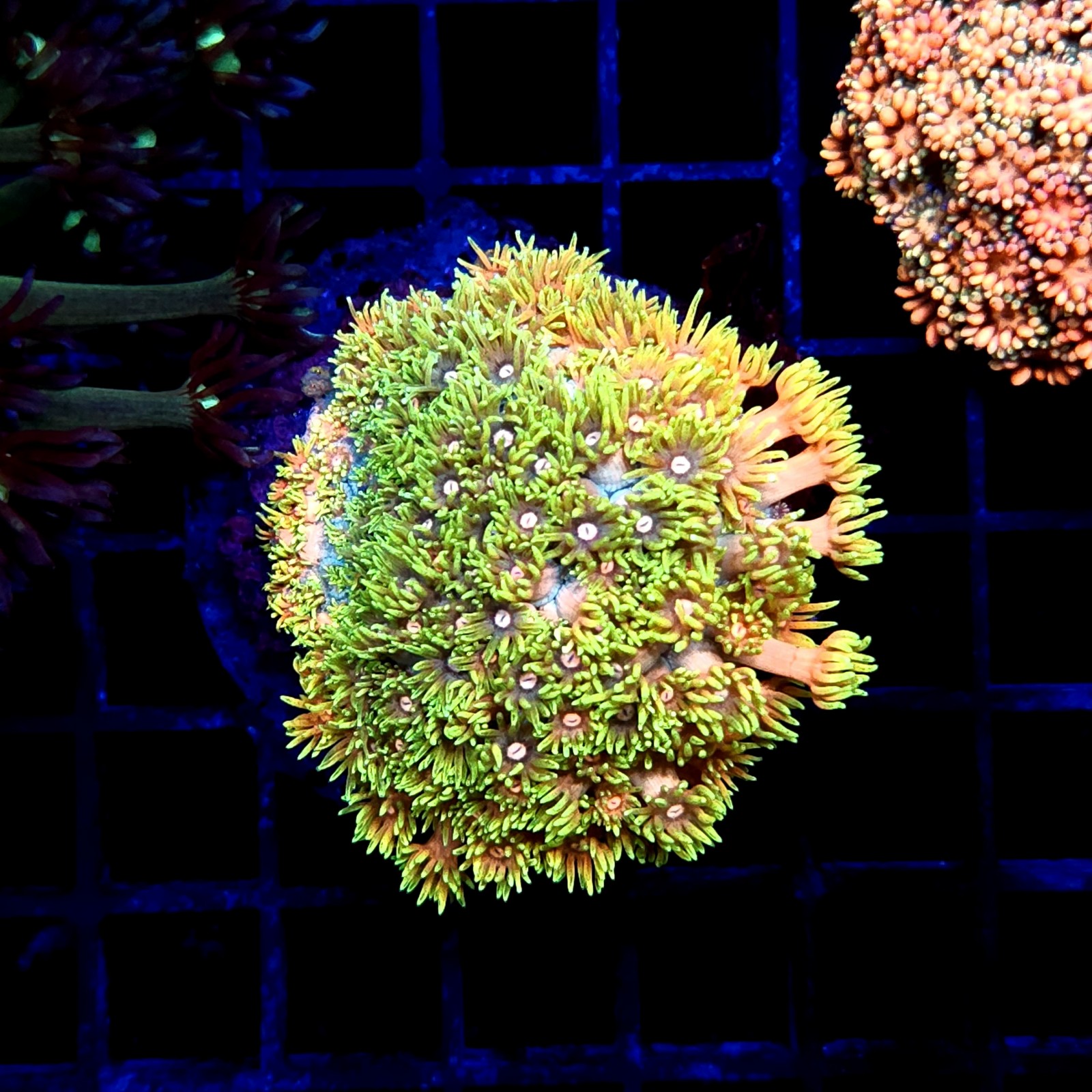 CC519 - Goniopora