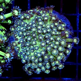 CC521 - Goniopora