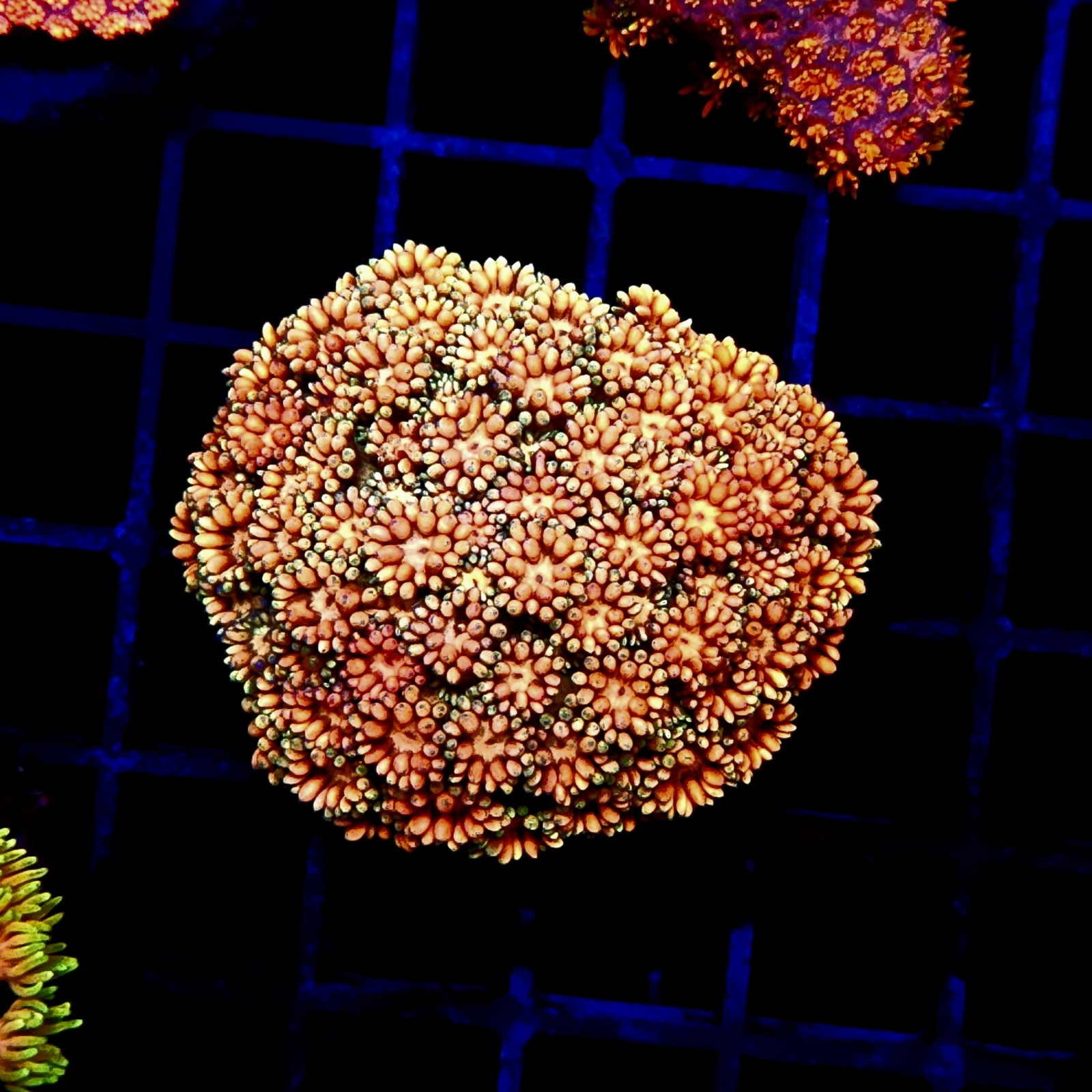 CC522 - Goniopora