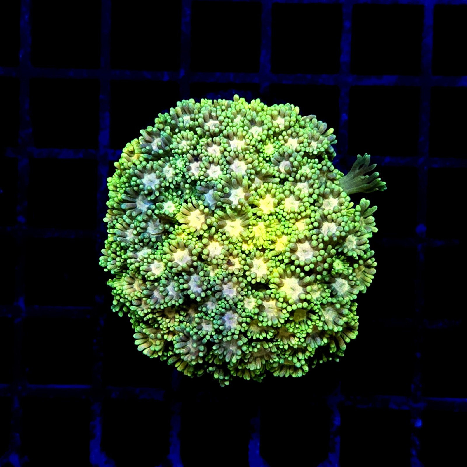 CC524 - Goniopora