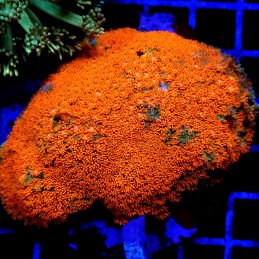 CC527 - Goniopora