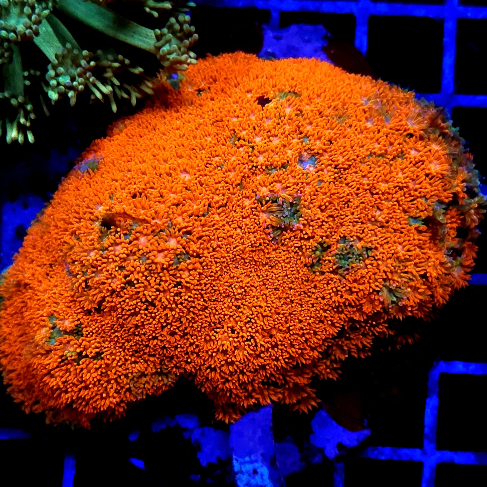 CC527 - Goniopora