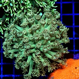 CC528 - Goniopora