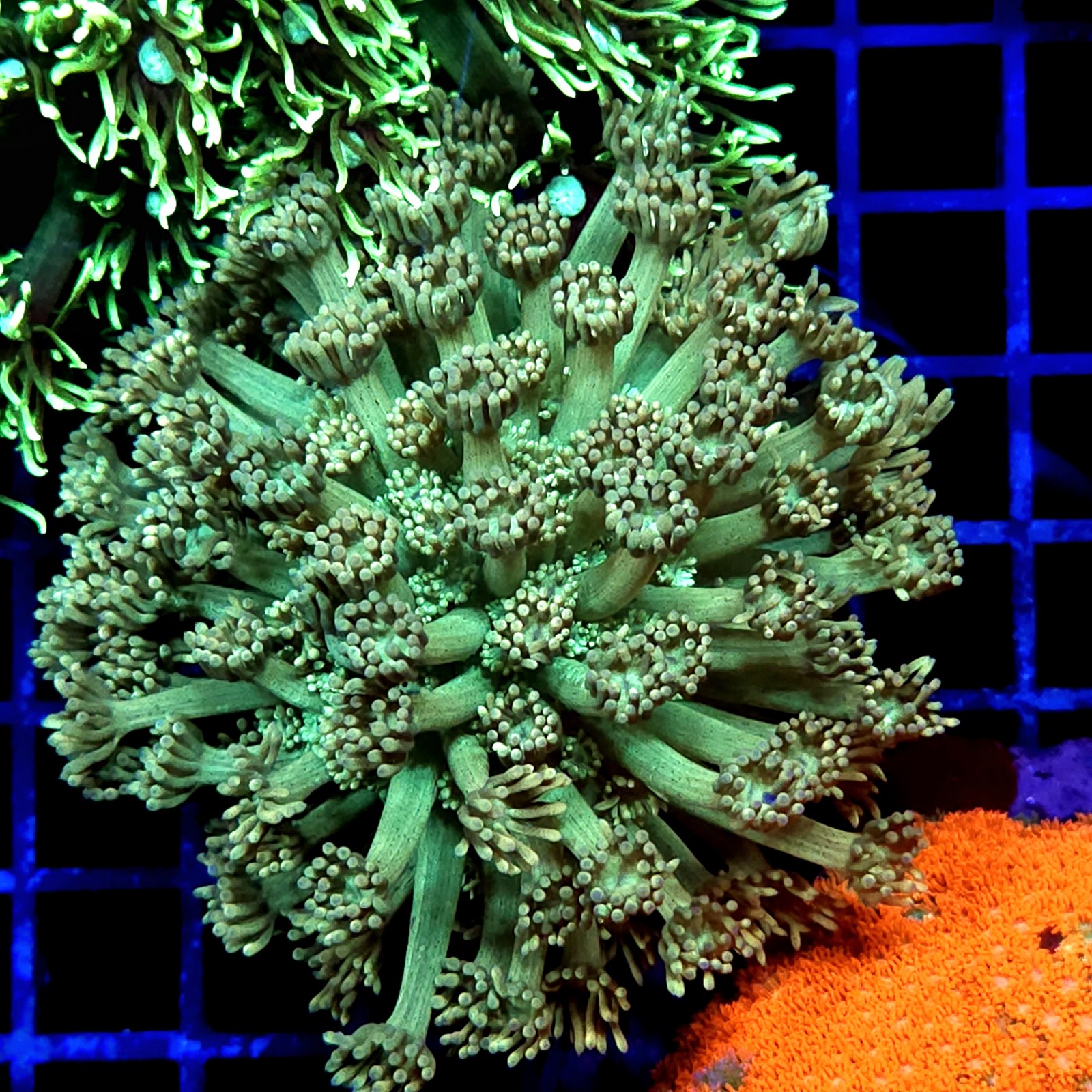 CC528 - Goniopora