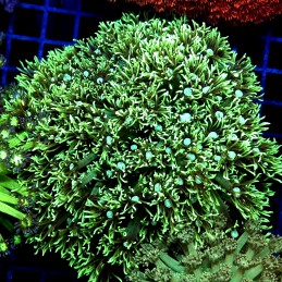 CC531 - Goniopora