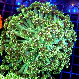 CC536 - Goniopora