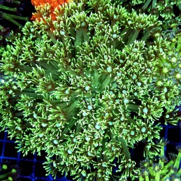 CC537 - Goniopora