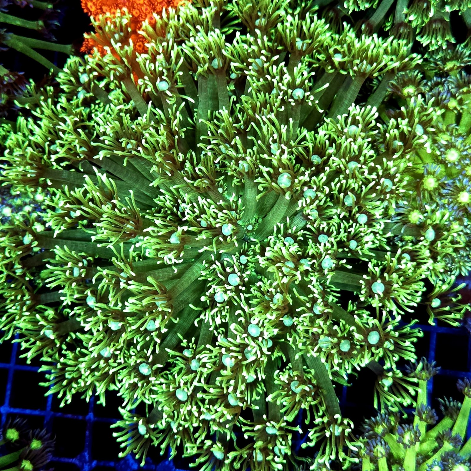 CC537 - Goniopora