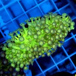 CC844 - Goniopora