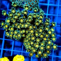 CC846 - Goniopora
