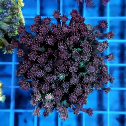 CC848 - Goniopora