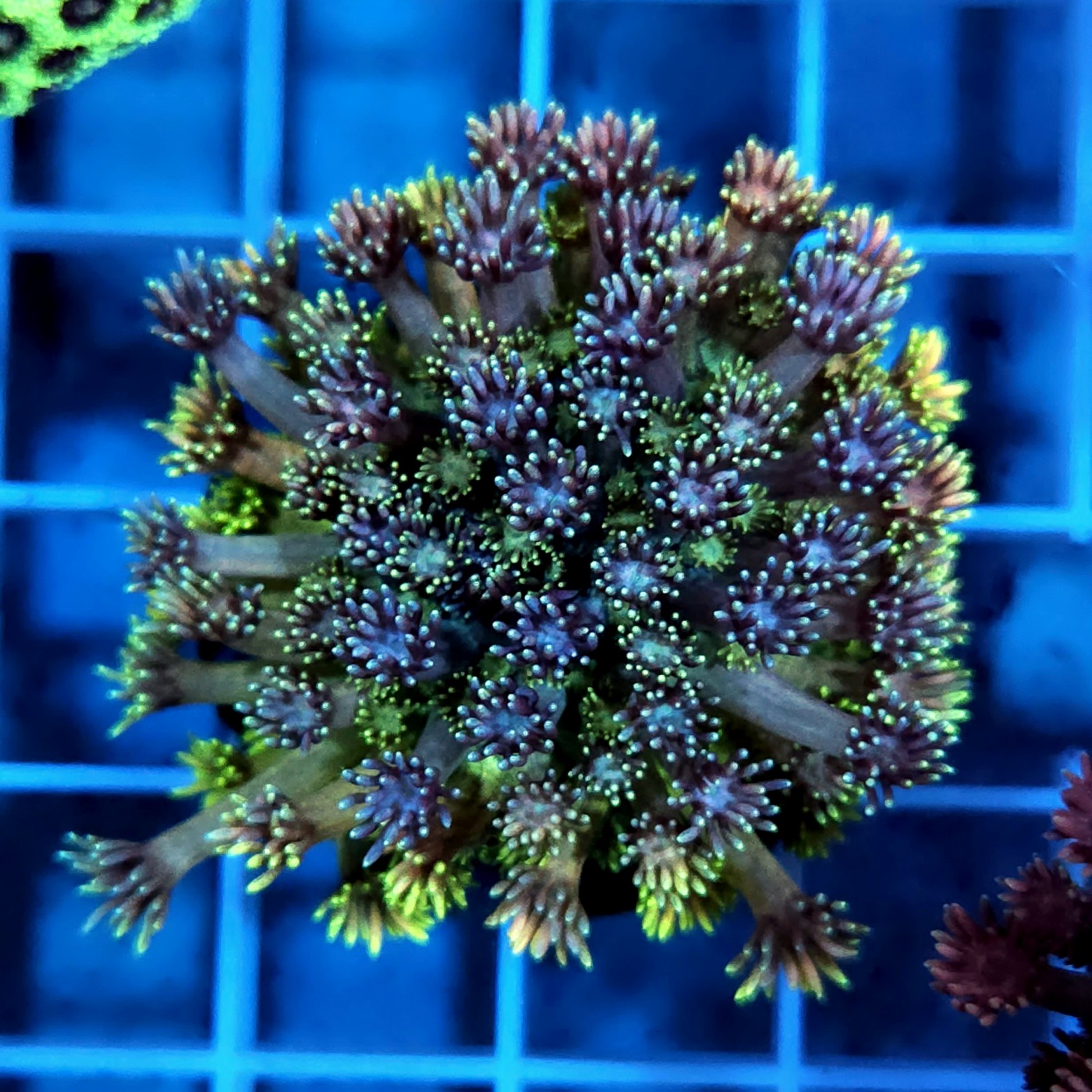 CC849 - Goniopora