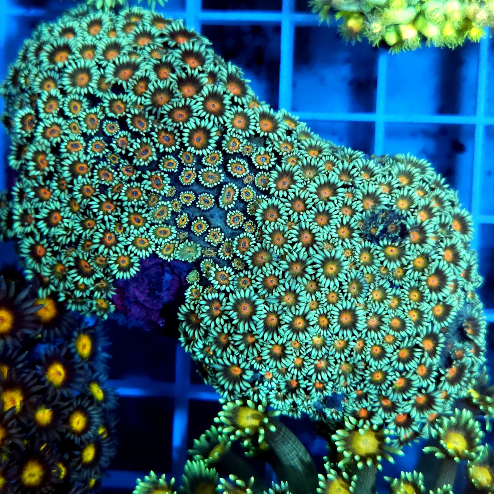 CC851 - Goniopora
