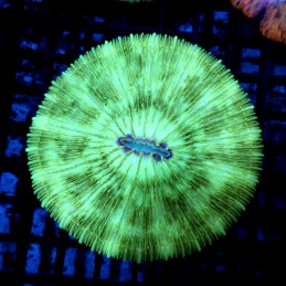 CC172 - Fungia