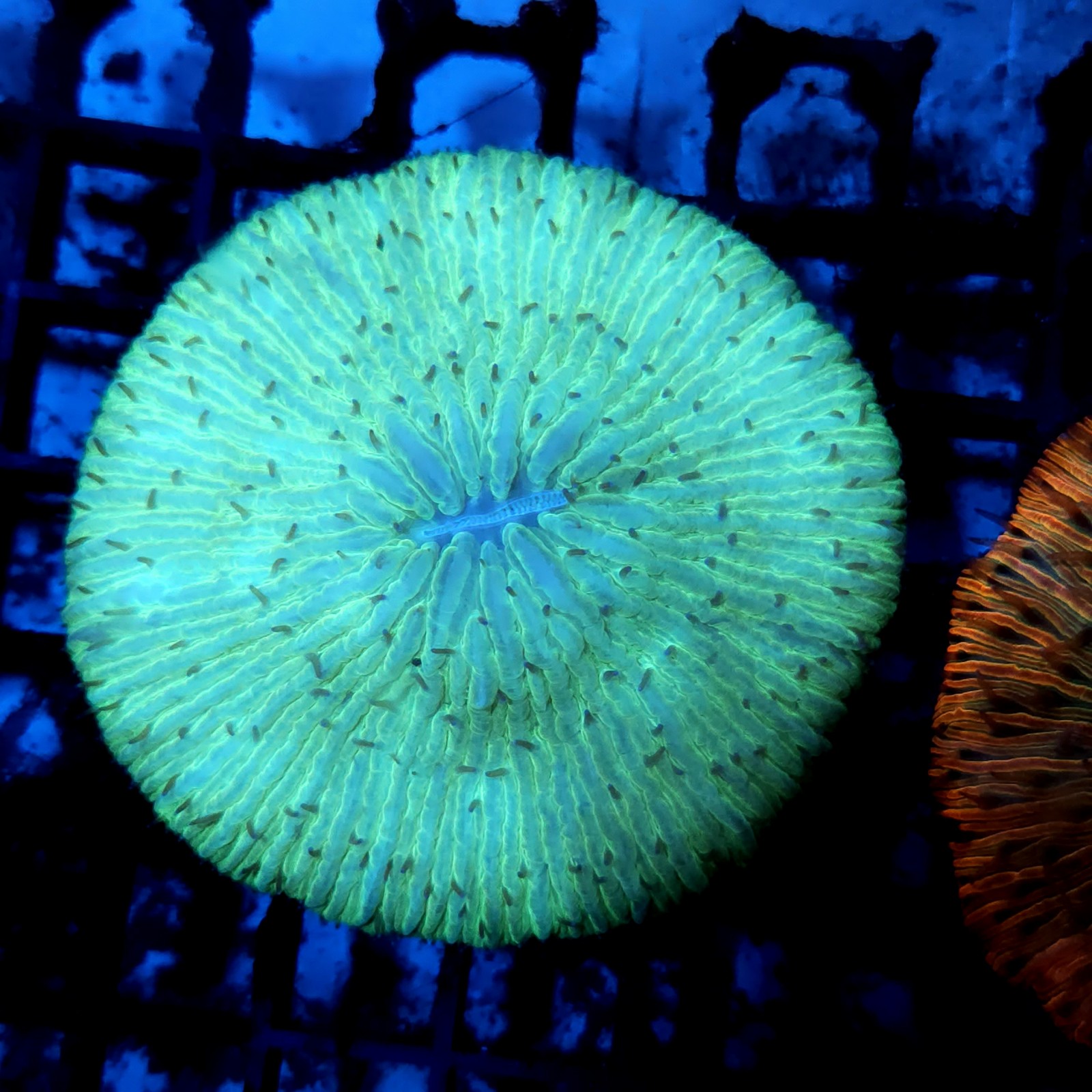 CC174 - Fungia