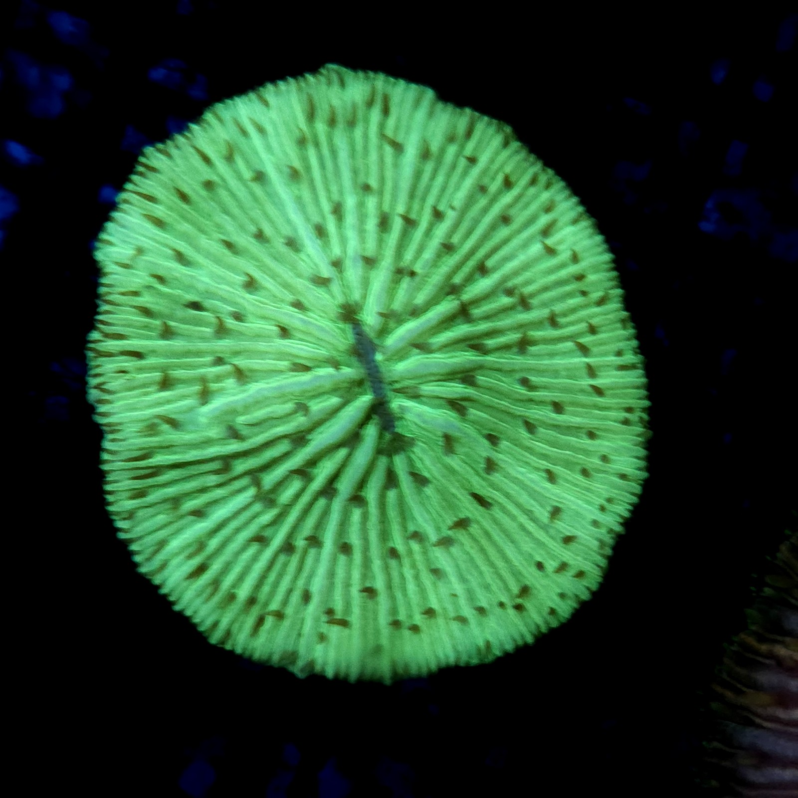 CC178 - Fungia