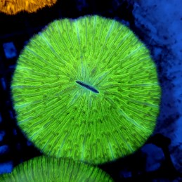 CC182 - Fungia