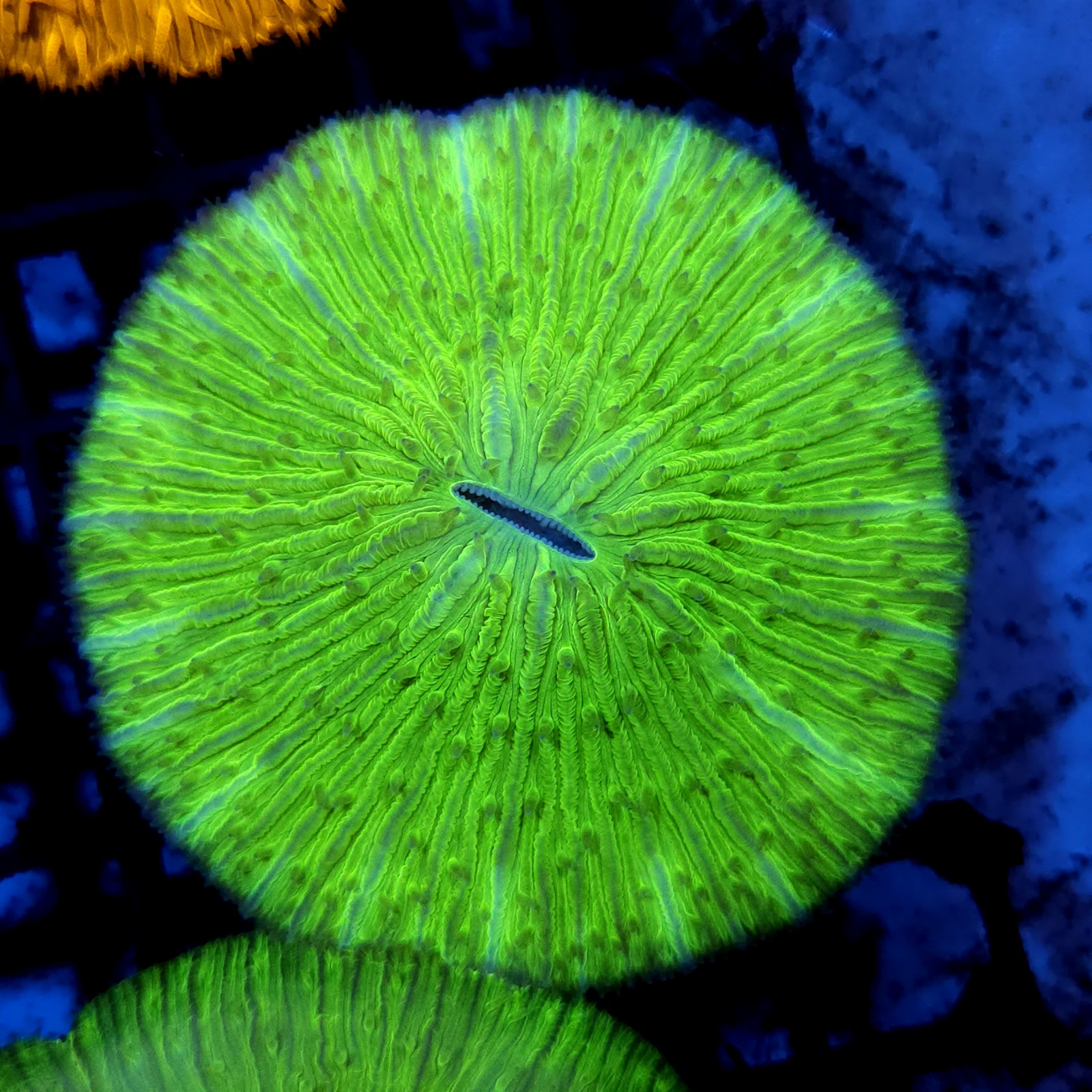 CC182 - Fungia