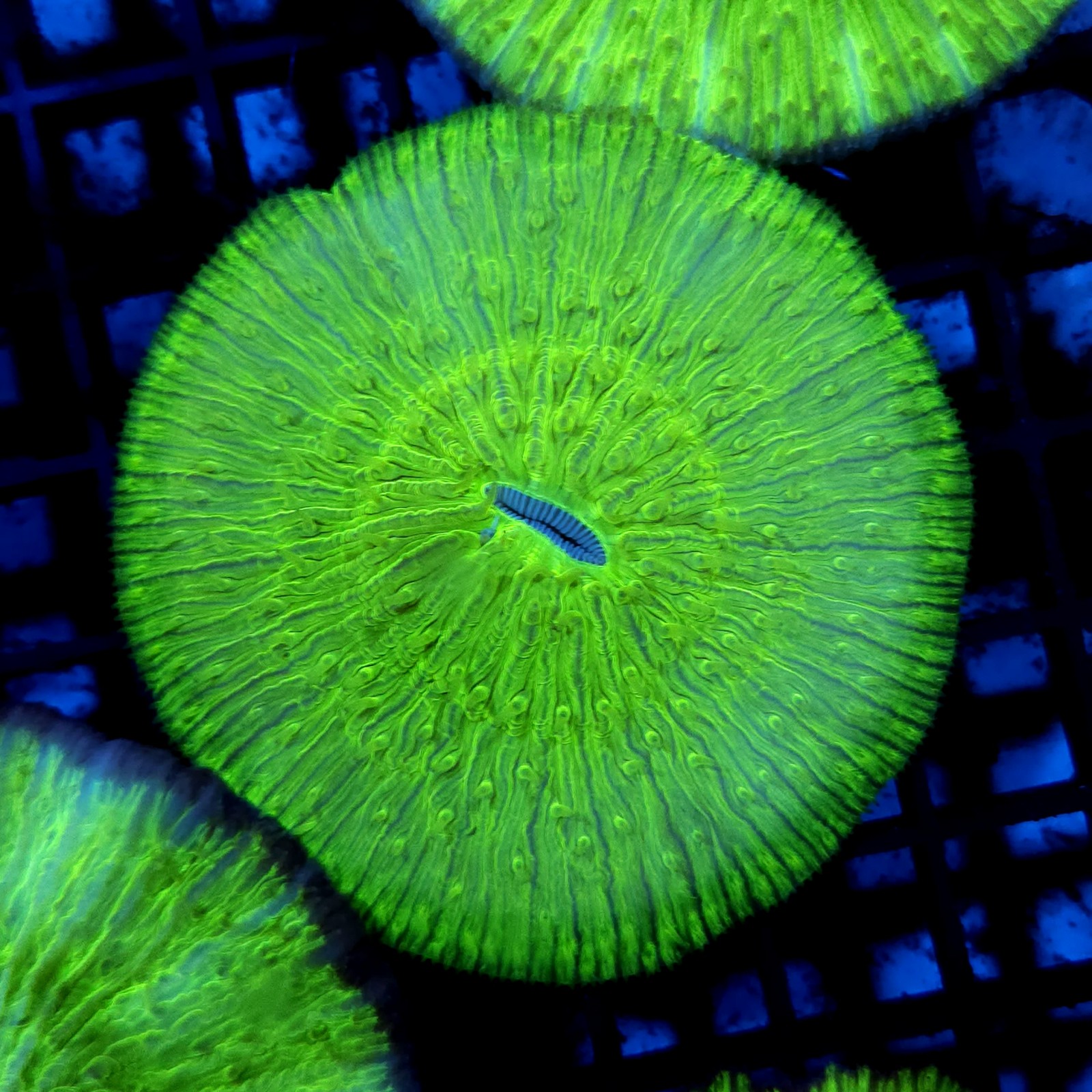 CC183 - Fungia