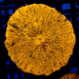 CC187 - Fungia